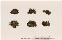 藏品(緣毛梅衣屬)的圖片